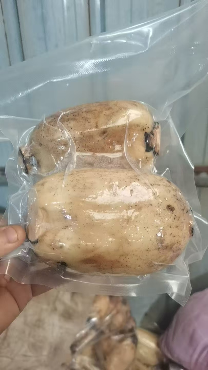 合阳粉藕
