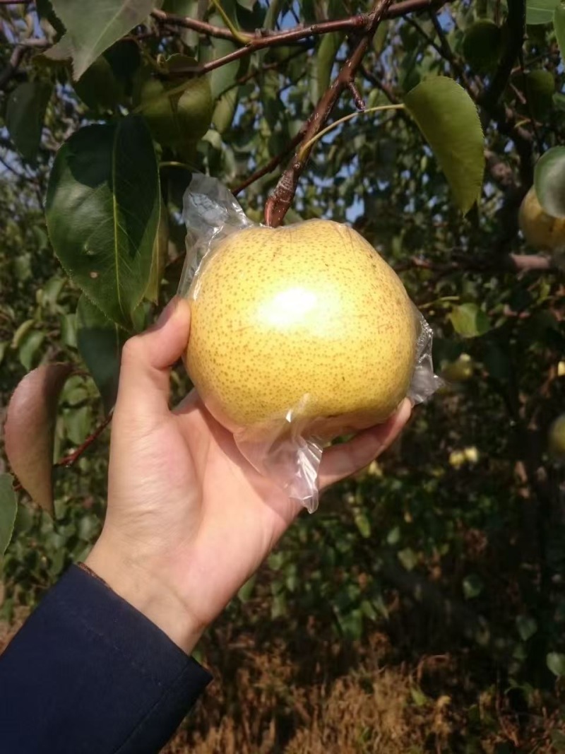 山西运城万荣精品酥梨