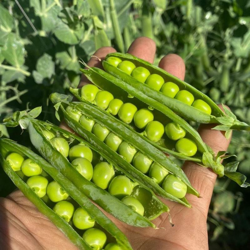 中碗8号豌豆种子水果型豌豆种籽含糖高白花双荚高产抗病大田