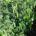 中碗8号豌豆种子水果型豌豆种籽含糖高白花双荚高产抗病大田