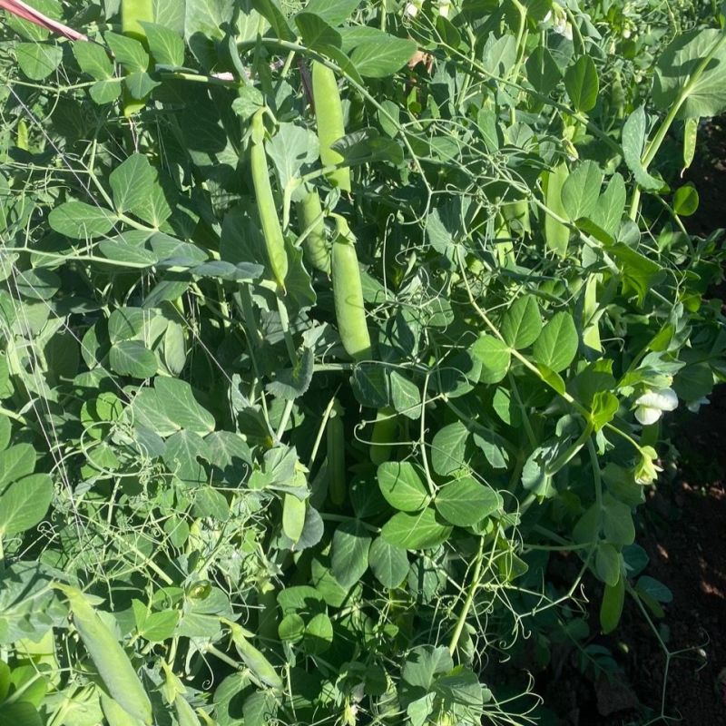 中碗8号豌豆种子水果型豌豆种籽含糖高白花双荚高产抗病大田