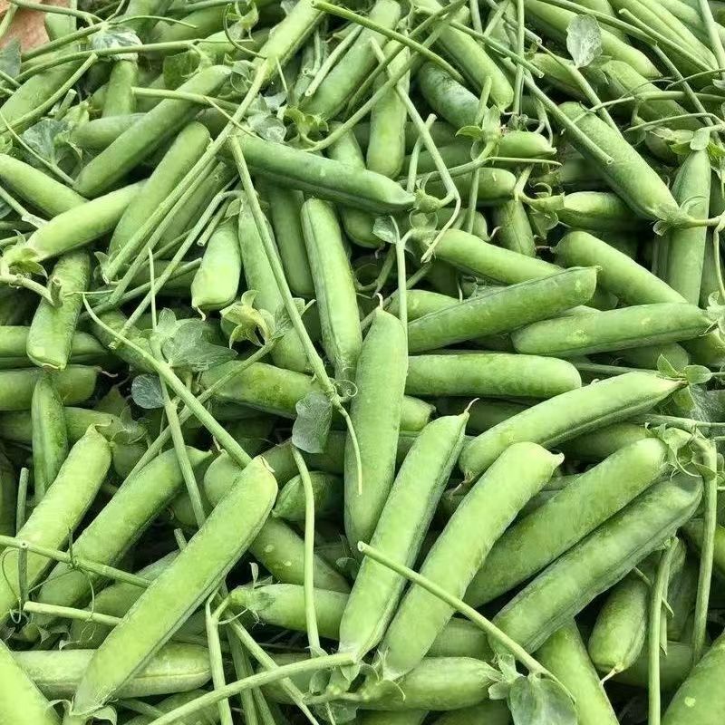 中碗8号豌豆种子水果型豌豆种籽含糖高白花双荚高产抗病大田