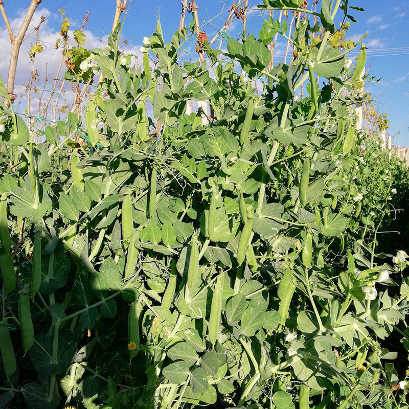 中碗8号豌豆种子水果型豌豆种籽含糖高白花双荚高产抗病大田
