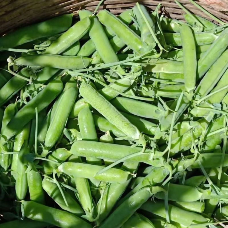 中碗8号豌豆种子水果型豌豆种籽含糖高白花双荚高产抗病大田