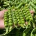 中碗8号豌豆种子水果型豌豆种籽含糖高白花双荚高产抗病大田
