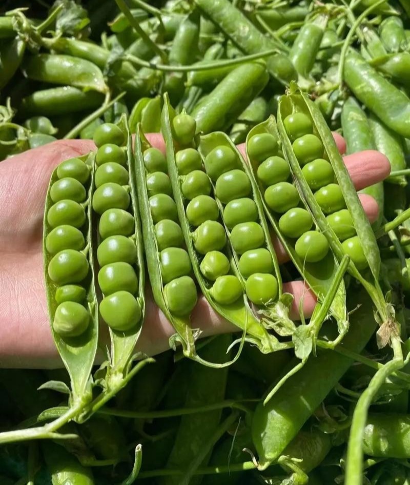 中碗8号豌豆种子水果型豌豆种籽含糖高白花双荚高产抗病大田