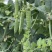 中碗8号豌豆种子水果型豌豆种籽含糖高白花双荚高产抗病大田