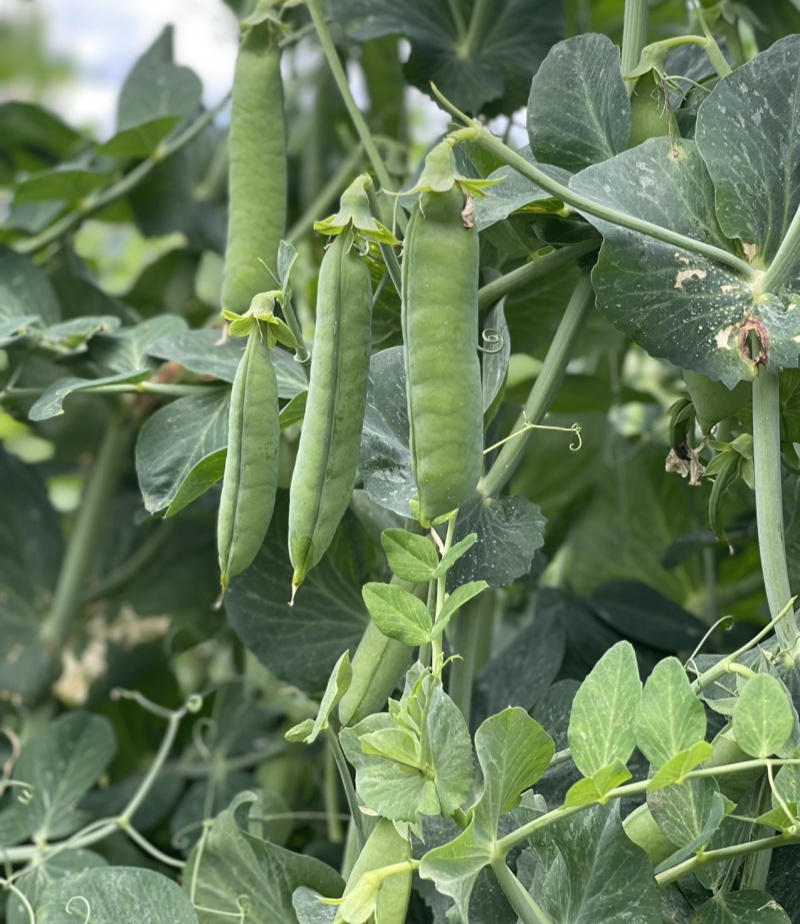 中碗8号豌豆种子水果型豌豆种籽含糖高白花双荚高产抗病大田