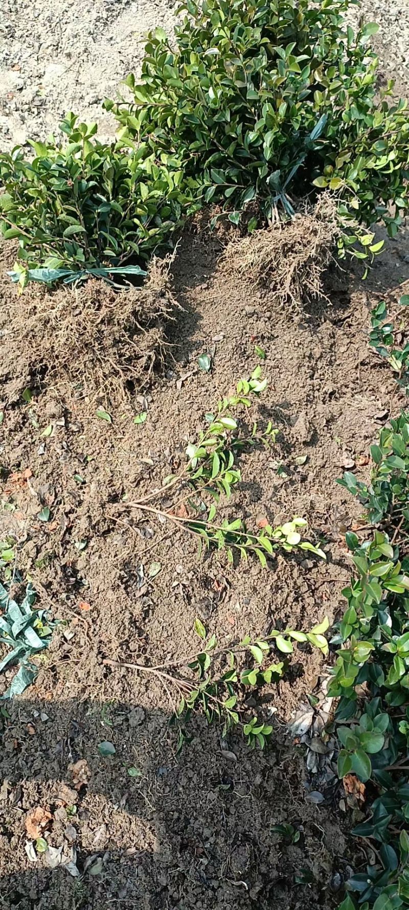 茶梅裸根树型矮小，为常绿灌木，形态兼具茶花和梅花的特色