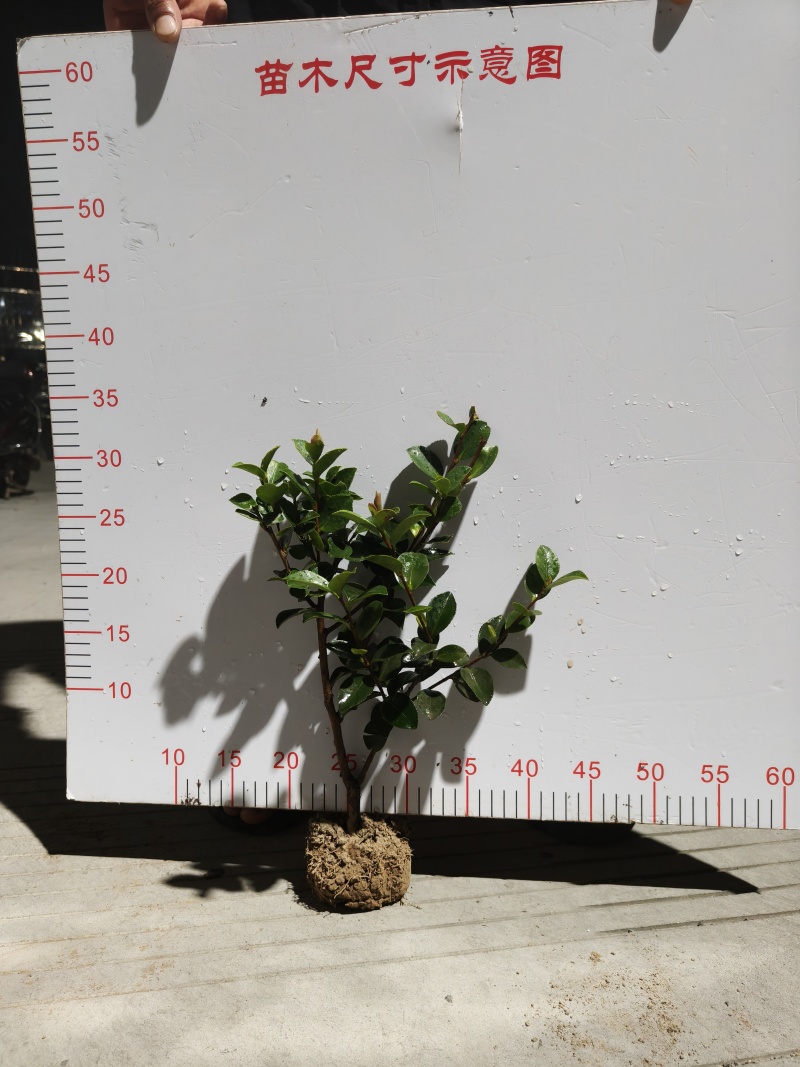 茶梅裸根树型矮小，为常绿灌木，形态兼具茶花和梅花的特色