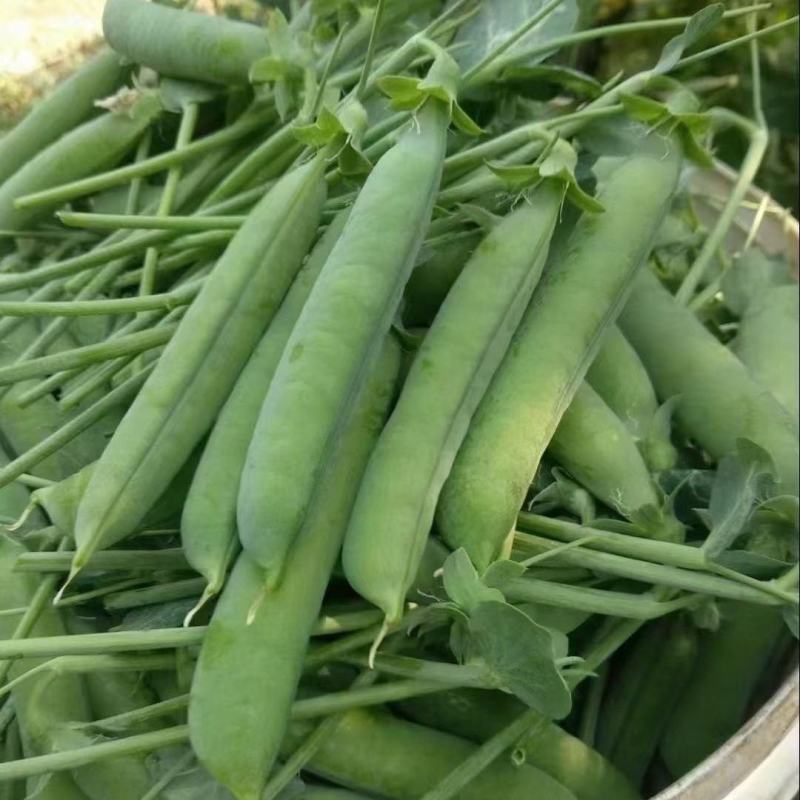 绿禾6号豌豆种种子早熟甜脆青碗豆带壳长寿仁散装抗寒蔬菜