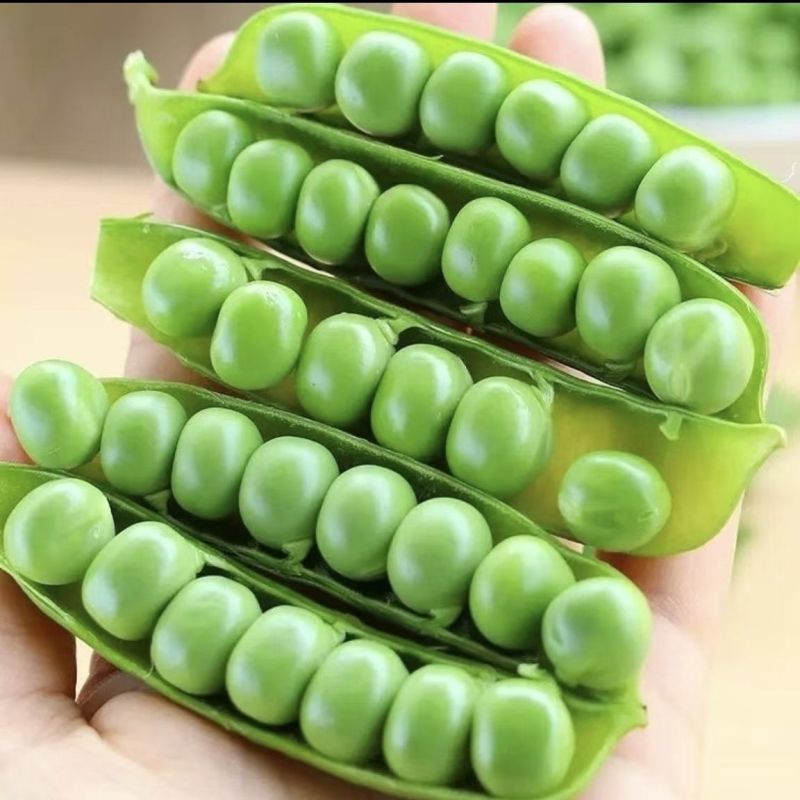 绿禾6号豌豆种种子早熟甜脆青碗豆带壳长寿仁散装抗寒蔬菜