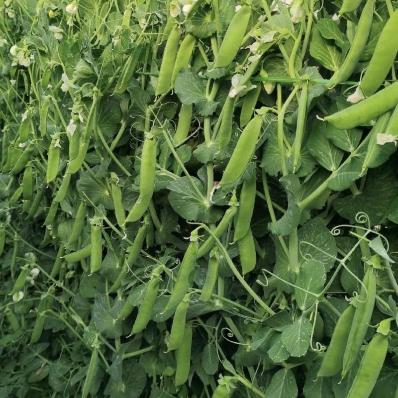 绿禾6号豌豆种种子早熟甜脆青碗豆带壳长寿仁散装抗寒蔬菜