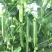 绿禾6号豌豆种种子早熟甜脆青碗豆带壳长寿仁散装抗寒蔬菜