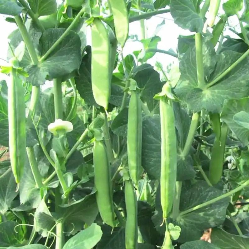 绿禾6号豌豆种种子早熟甜脆青碗豆带壳长寿仁散装抗寒蔬菜