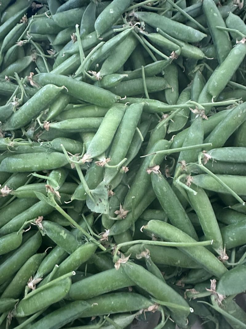 绿禾6号豌豆种种子早熟甜脆青碗豆带壳长寿仁散装抗寒蔬菜