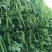 绿禾6号豌豆种种子早熟甜脆青碗豆带壳长寿仁散装抗寒蔬菜