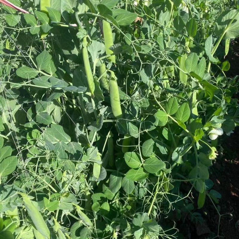 绿禾6号豌豆种种子早熟甜脆青碗豆带壳长寿仁散装抗寒蔬菜