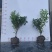 精品春娟高度30冠幅20适合别墅和工地收边