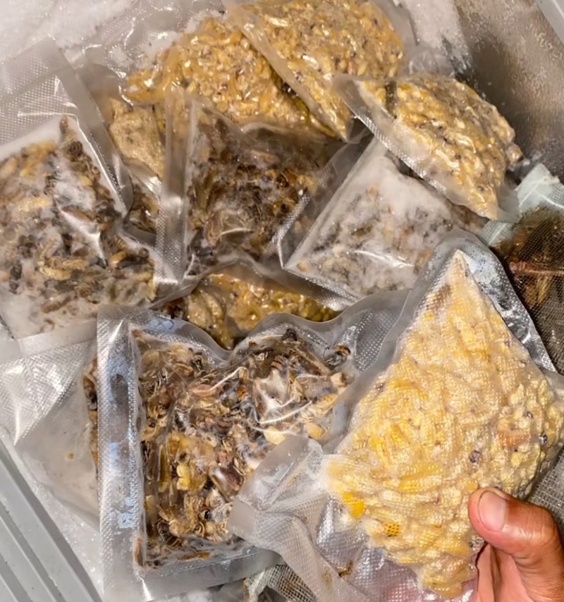 云南冷冻蜂蛹一手货源质量保证货源充足全国发货欢迎订购