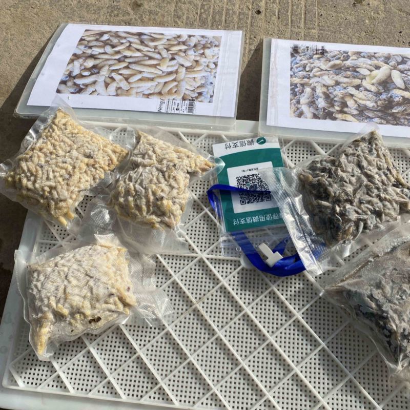 云南冷冻蜂蛹一手货源质量保证货源充足全国发货欢迎订购