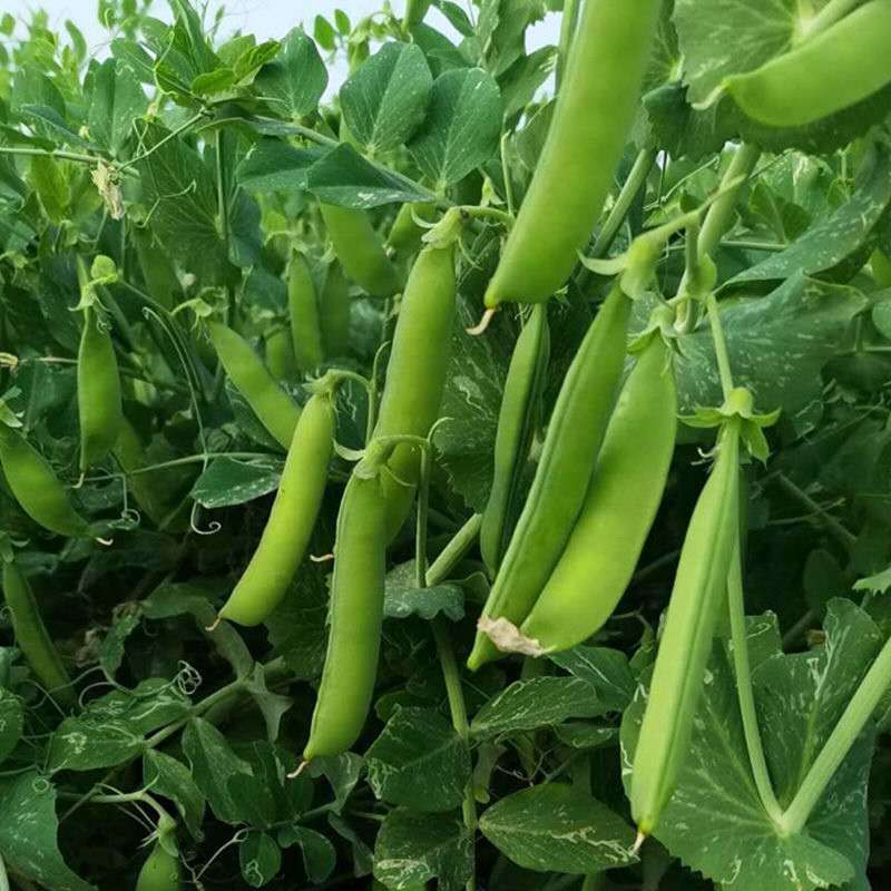 中豌18号豌豆种子中早熟矮杆高产甜脆青碗豆耐寒春秋冬季