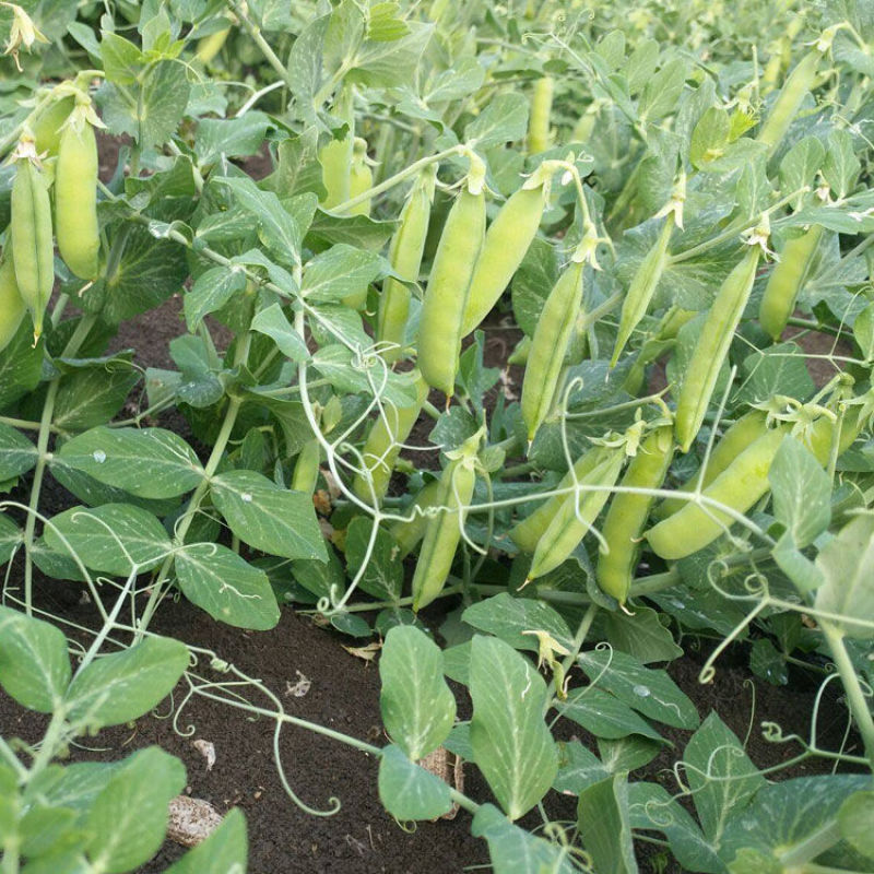 中豌18号豌豆种子中早熟矮杆高产甜脆青碗豆耐寒春秋冬季