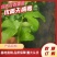 百香果苗台农一号百香果苗苗场直发可视频和实地看货