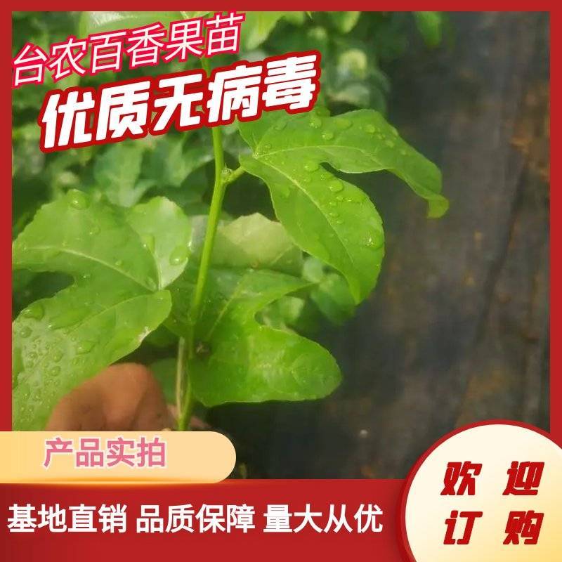百香果苗台农一号百香果苗苗场直发可视频和实地看货