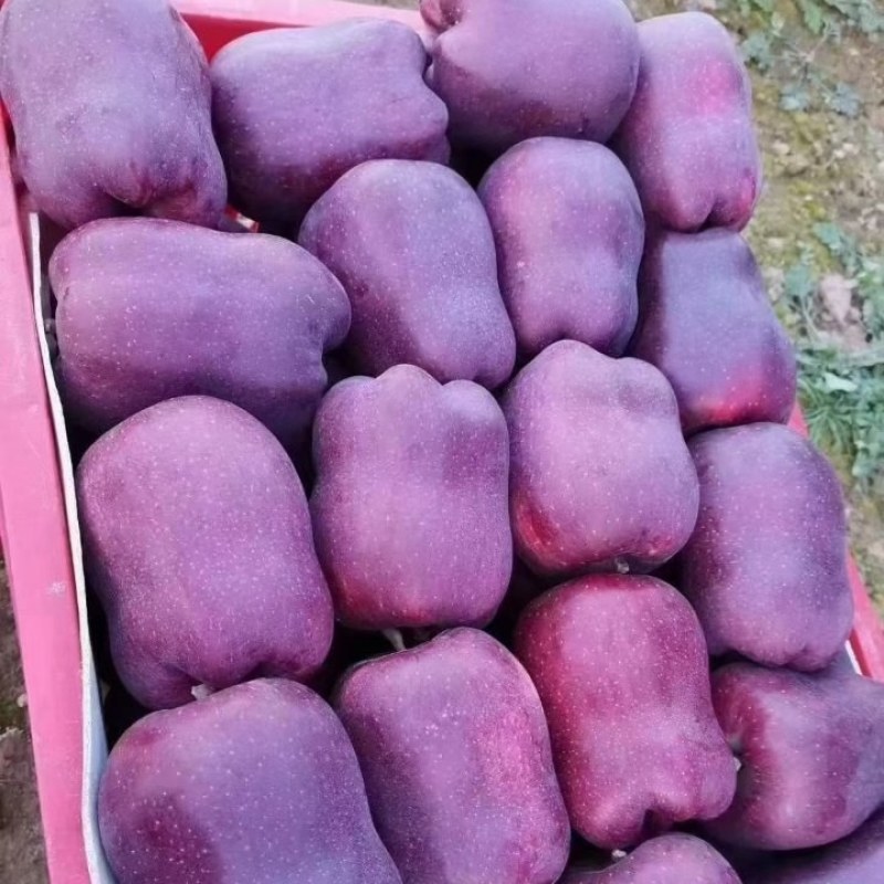 花牛苹果