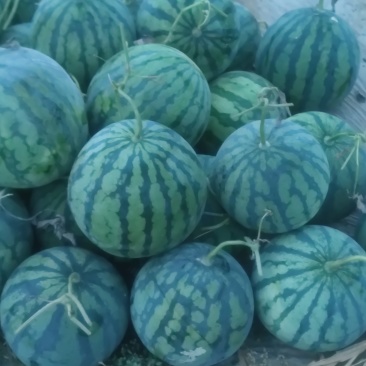 麒麟西瓜二茬