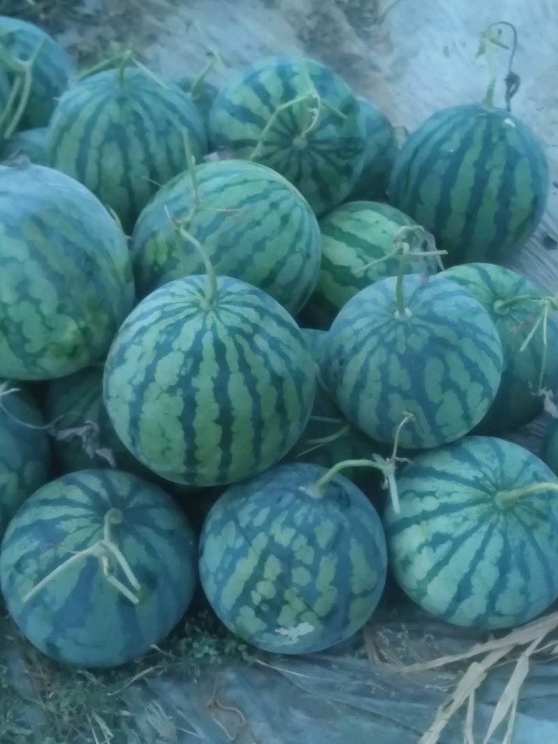 麒麟西瓜二茬