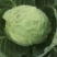 菜花！甘蓝