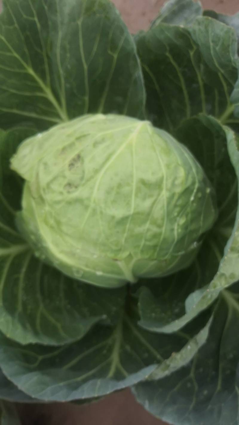 菜花！甘蓝
