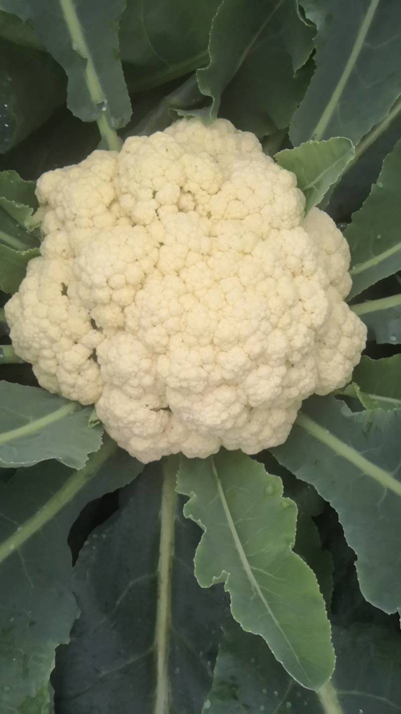 菜花！甘蓝
