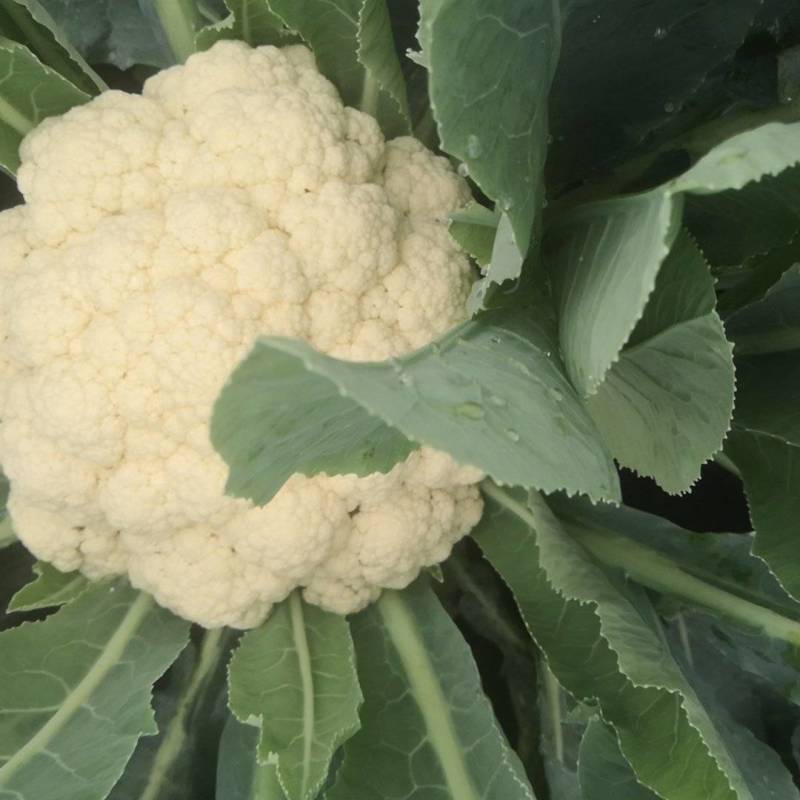 菜花！甘蓝