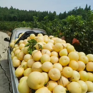 套袋三红柚