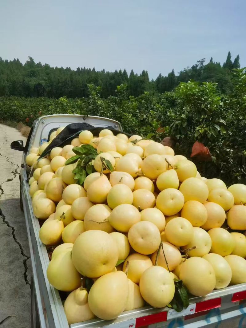 套袋三红柚