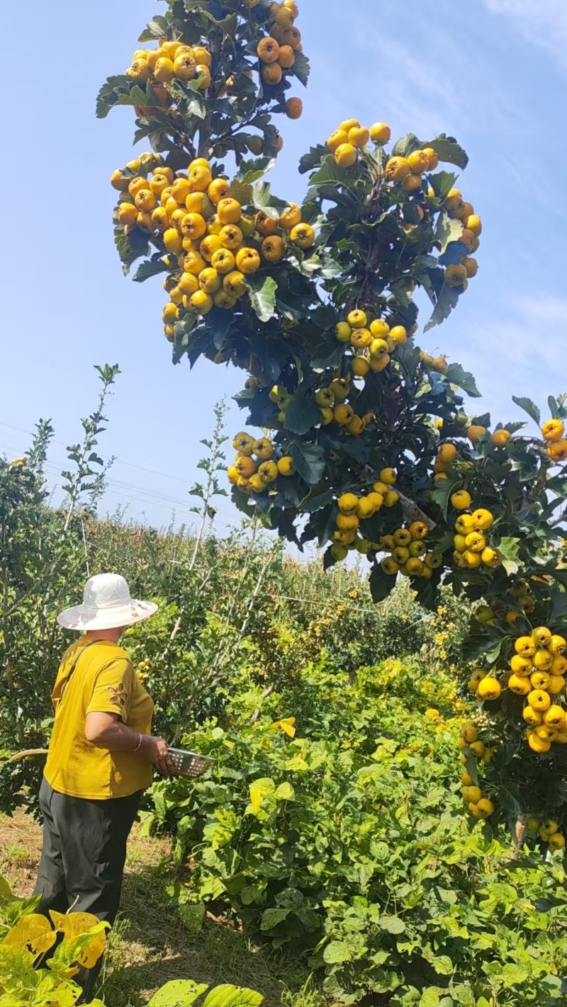 山东沂蒙黄山楂