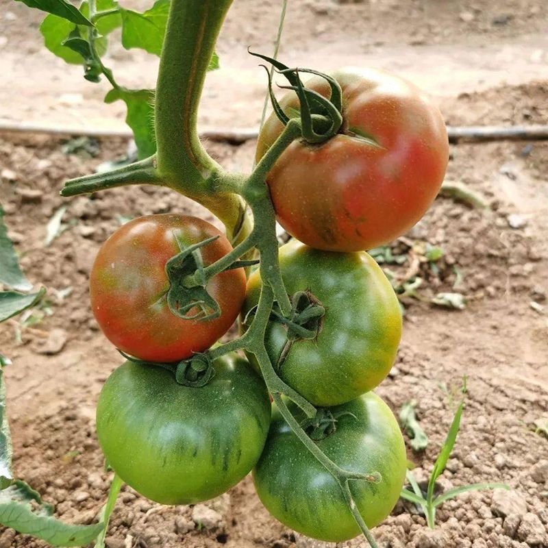 航丰糖心108无限生长型粉红果草莓番茄种子口感酸甜抗病强