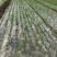 大蒜种植免勾地膜