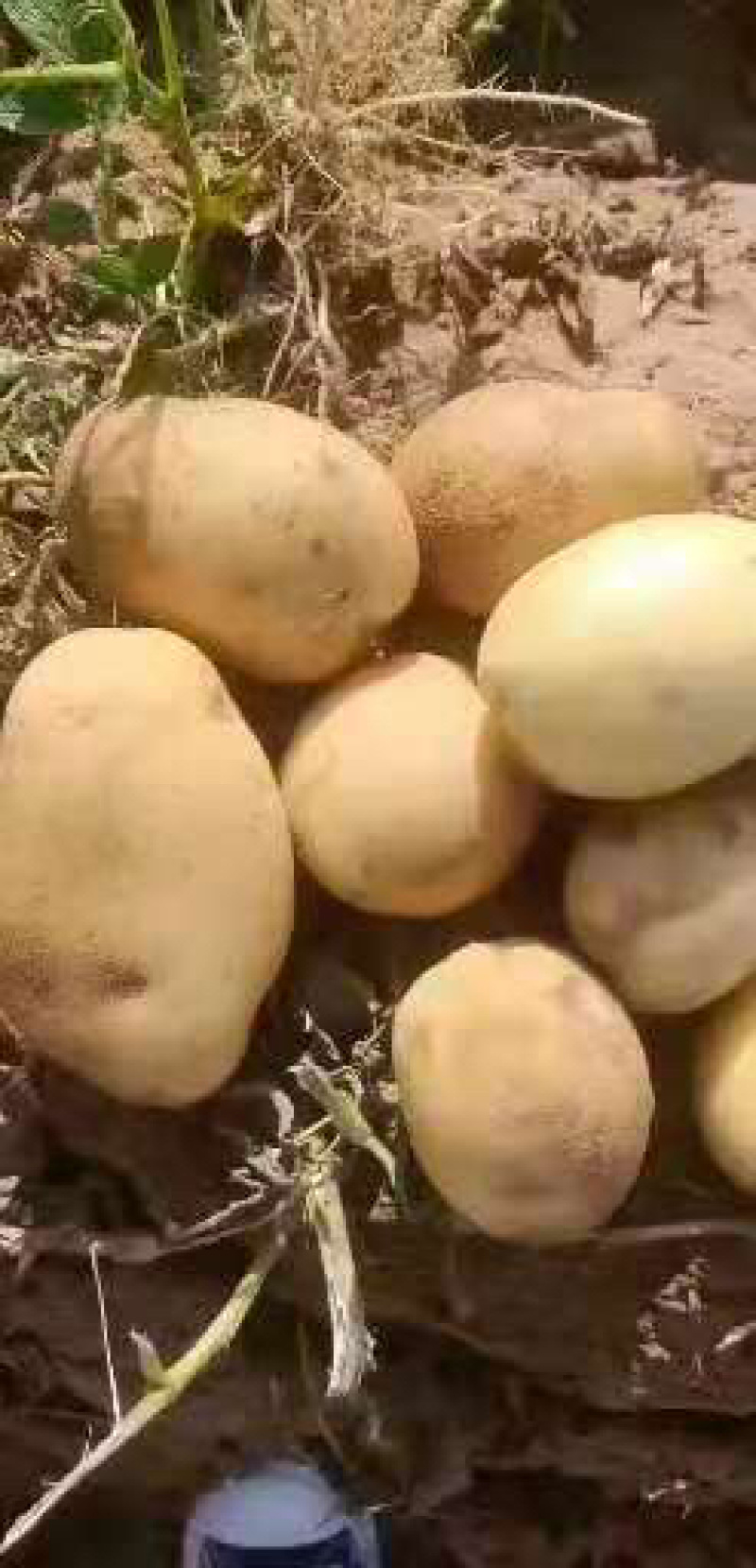 康宝优质土豆品种多价格低