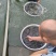 重庆自家鱼塘养殖鲫鱼货量大一手货源成活率高皮毛好现场挑货