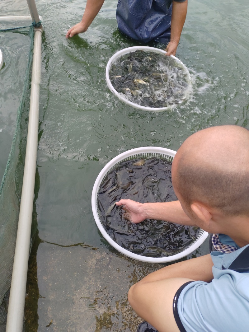重庆自家鱼塘养殖鲫鱼货量大一手货源成活率高皮毛好现场挑货
