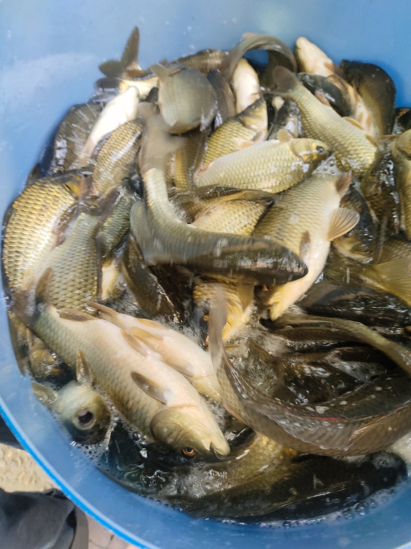 重庆自家鱼塘养殖鲫鱼货量大一手货源成活率高皮毛好现场挑货