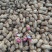 两粒红花生