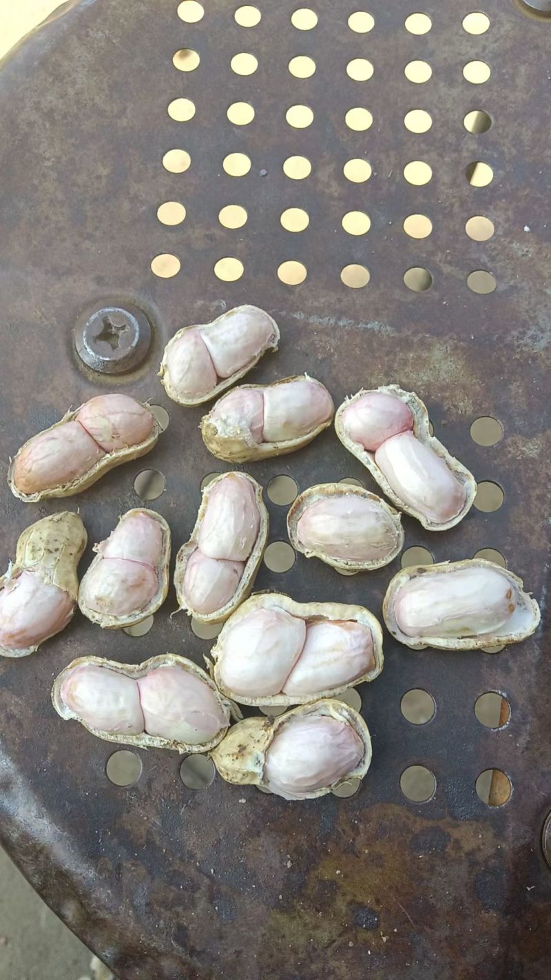 小白鲨花生