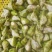 洪泽湖区域种植的菱角无污染无药害***绿色产品需要联系我