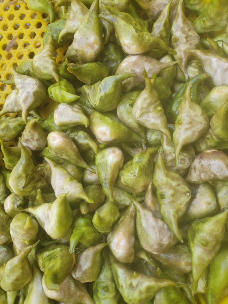 洪泽湖区域种植的菱角无污染无药害***绿色产品需要联系我