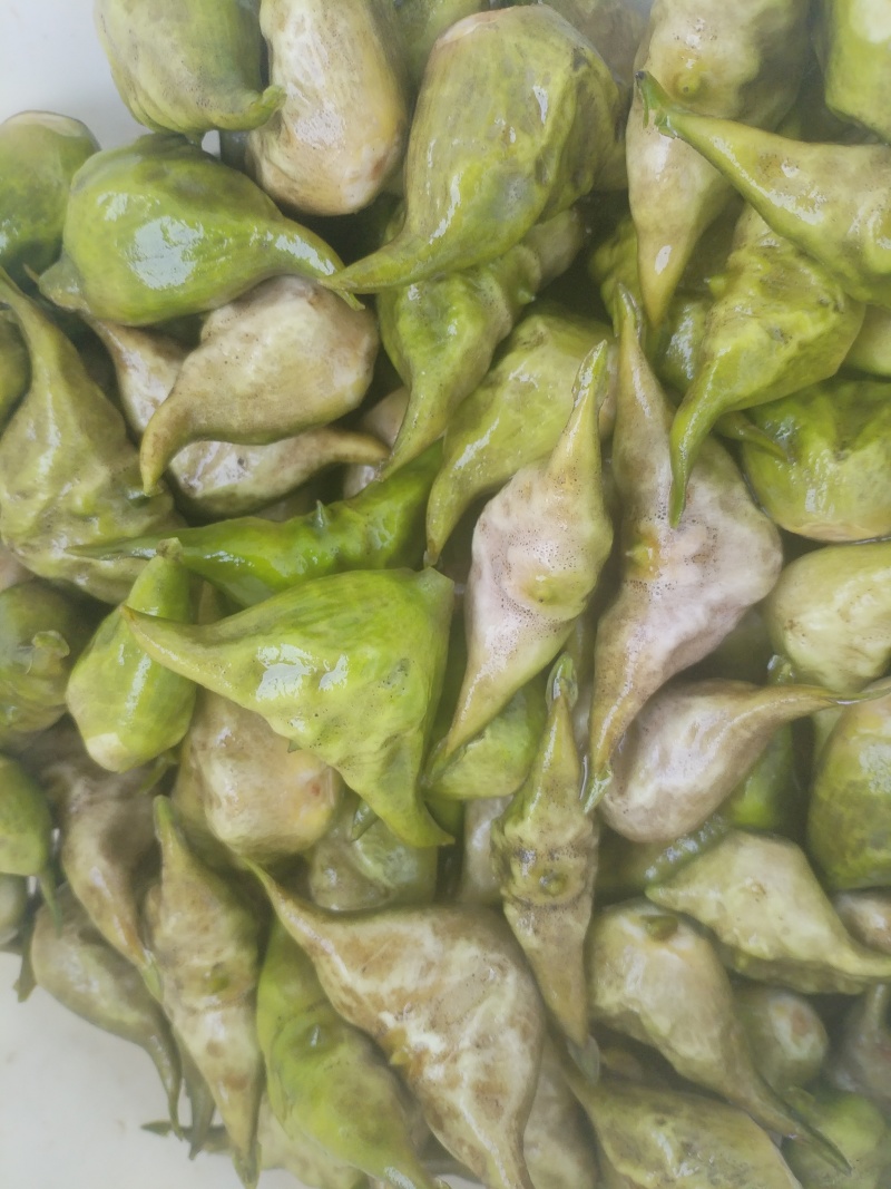洪泽湖区域种植的菱角无污染无药害***绿色产品需要联系我